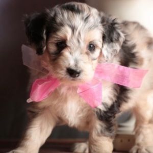 Lauren By Ralph Lauren Cavalry Khaki Nylon/Leather Tote Bag